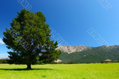 New Zealand Landscape