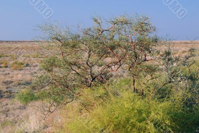 Shrub Vegetation in Prairie