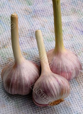 Three Garlic Bulbs On The Dish Towel