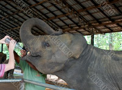 Feeding Baby Elephant