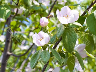 bee sits on a flower of a quince