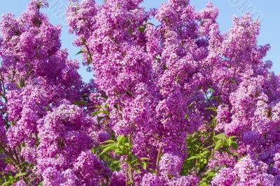 lilac bush  against the blue sky