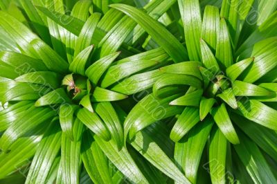 Lily buds