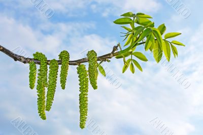 Flowering branch of walnut