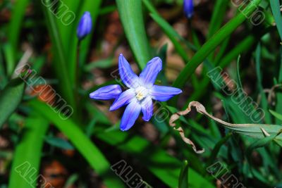 blue flower