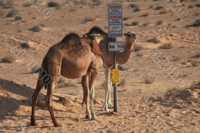 dromedary at signpost