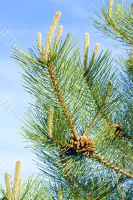 pine branch with a pinecone