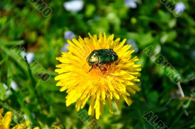 Green rose chafer (Cetonia aurata)