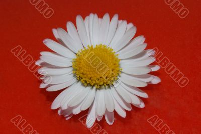 daisy flower on red