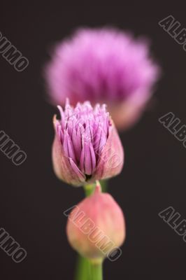 Chives Chives