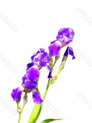 purple iris flower on a white background