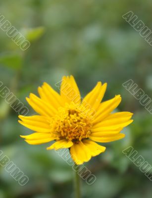 Yellow flower