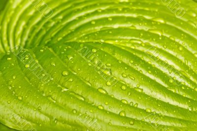 Big leaf of light green colours