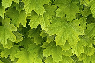 Young delicate leaves of maple