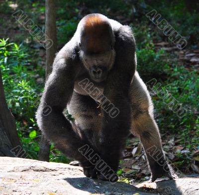 African Mountain Gorilla