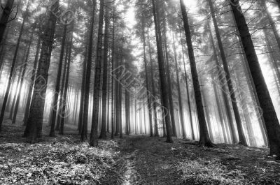 forest in a fog