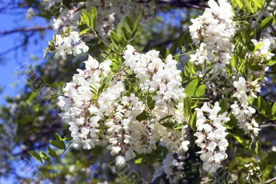 twig flowering acacia