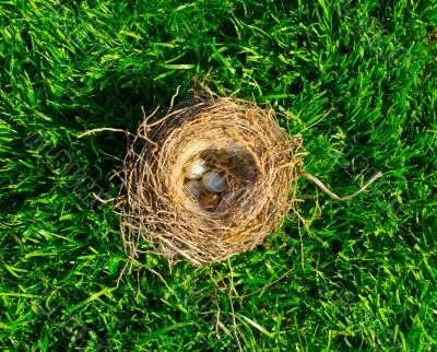 The bird`s nest with eggs on a green grass