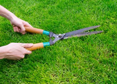 Clippers on the green grass