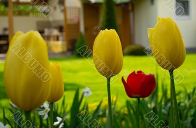 Tulips on a lawn