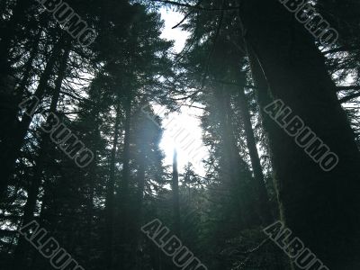 Sunrise through the trees