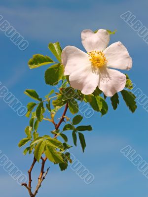 Light pink flower of wild rose