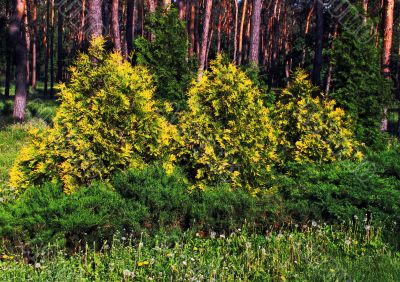 Yellow-green leaves