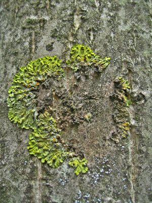 Moss on the bark