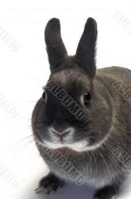 portrait of a dwarf rabbit