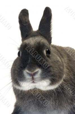 portrait of a dwarf rabbit portrait of a dwarf rabbit