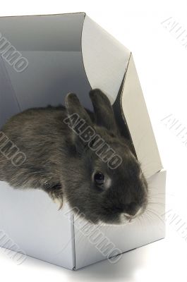 portrait of a rabbit in a box portrait of a rabbit in a box