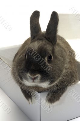 portrait of a rabbit in a box portrait of a rabbit in a box