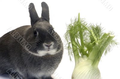 portrait of a rabbit and his favorite vegetables