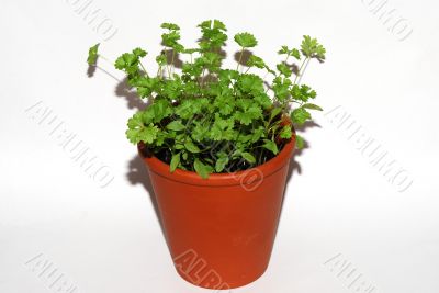 pot with parsley pot with parsley