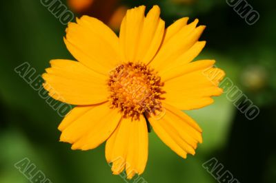 Yellow flower