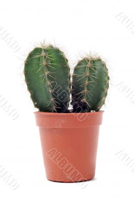 cactus in pot isolated cactus in pot isolated