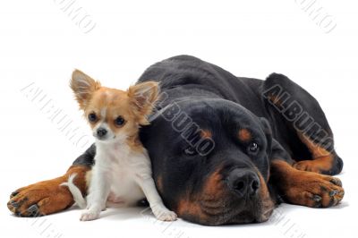 rottweiler and puppy chihuahua