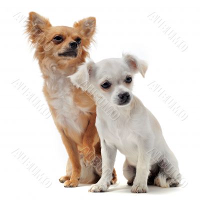 two chihuahuas