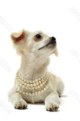 chihuahua with pearl collar