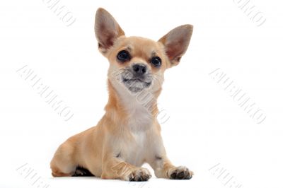 chihuahua chihuahua