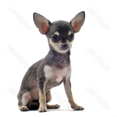 puppy chihuahua