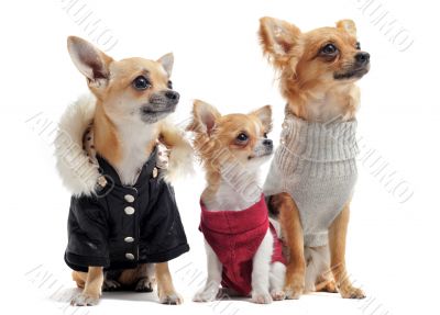 five chihuahuas