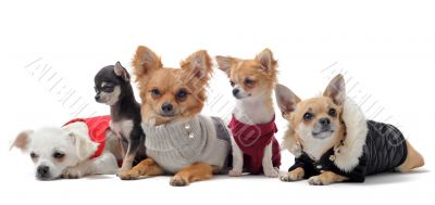 five chihuahuas