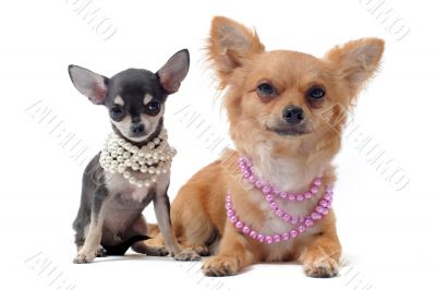 chihuahuas with pearl collar