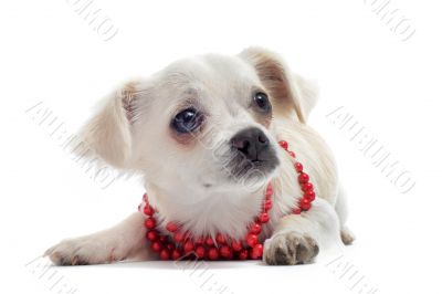 chihuahua with pearl collar