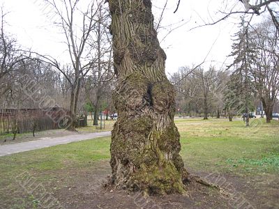 Stock of old tree