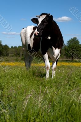 Black cow grazing in a field Black cow grazing in a field