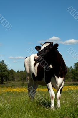 Black cow grazing in a field