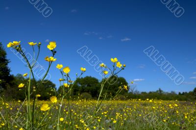 yellow flower against the blue sky