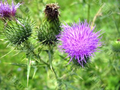 Flower with a light violet pins